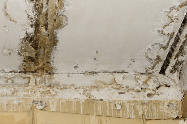 Nederland, TX Mold Inspection, Removal & Remediation Company